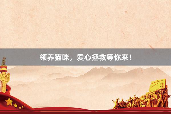 领养猫咪，爱心拯救等你来！
